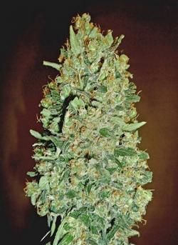 chocolate-skunk-auto-00-seeds