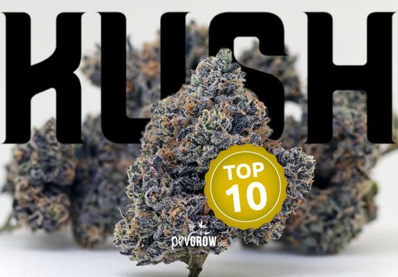 Las mejores variedades de marihuana con genética Kush