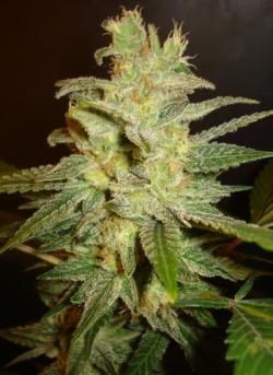 northern-light-x-big-bud-wos