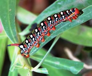 Caterpillar pests in crops of marijuana