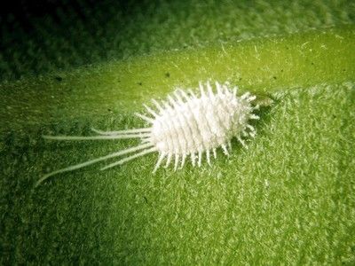 How to remove a plague of mealybugs