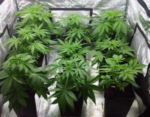 cannabis growing indoor tent