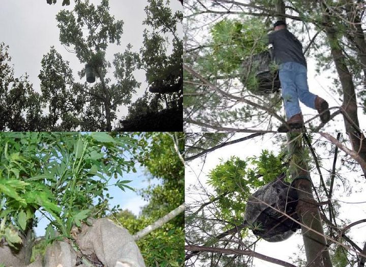 Cost Less Auto >> How to hide a marijuana grow Cost Less Auto >> How to hide a marijuana grow