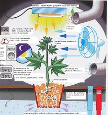 Control de humedad en cultivo interior de marihuana