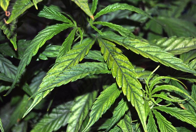 Magnésium: vital pour la plante de cannabis