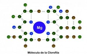 269-magnesio-nutriente-marihuana-02