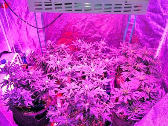LEDs+para+cultivo+de+cannabis