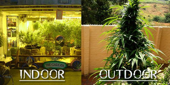 ¿Cultivo de interior o exterior? ¿Los dos?