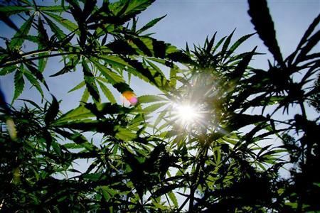 The sun shines though the distinctively shaped leaves of marijuana plants during police raid in the remote northern Hhohho region in Swaziland, May 24, 2005. REUTERS/Mike Hutchings