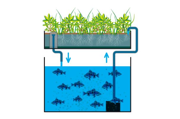 Aquaponic culture: basics and benefits