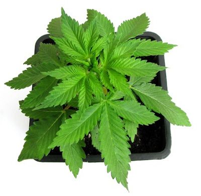 Preserve marijuana plants mother to always have the best marijuana