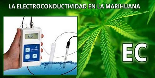 La-Electroconductividad-EC-en-el-cultivo-de-marihuana