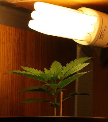 Lighting systems in a plantation of cannabis