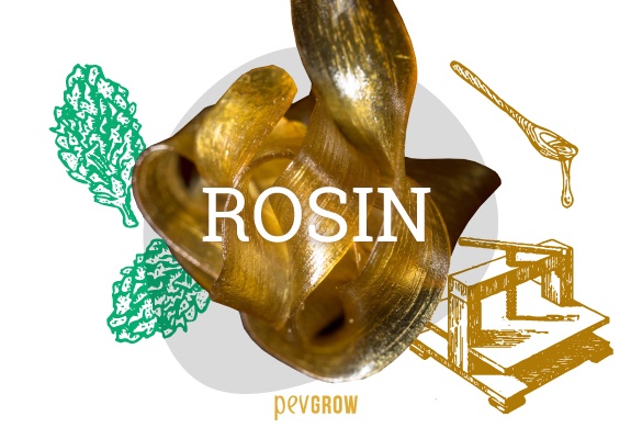 Aspect of the Rosin