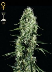 Super-Silver-Haze-www.demarihuana.es