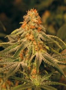 Vanilla-Kush-Barneys-cannabisgreen