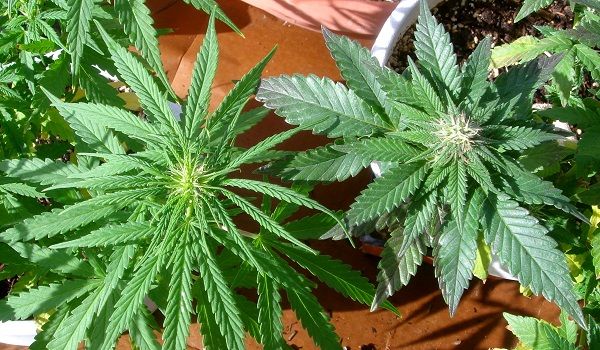 Fotos de diferentes tipos de plantas de marihuana 63 Fotos de diferentes tipos de plantas de marihuana 88