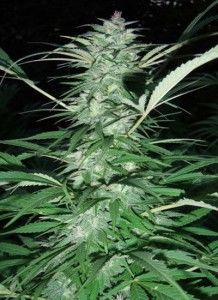 serious-6-serious-seeds-piensa-en-verde