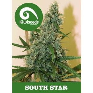 south-star-kiwi-seeds