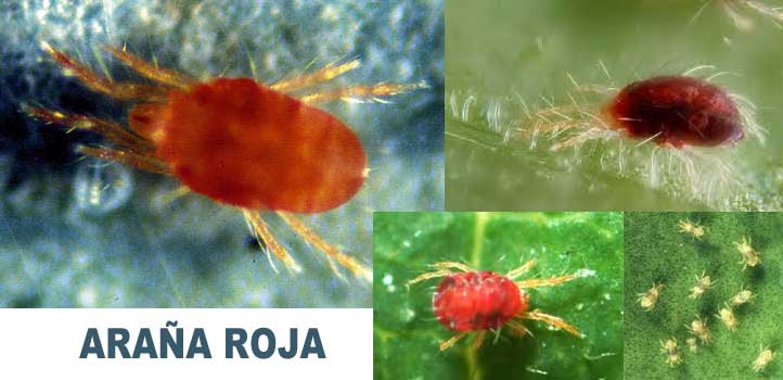 01-como-elimininar-la-araña-roja-en-la-marihuana