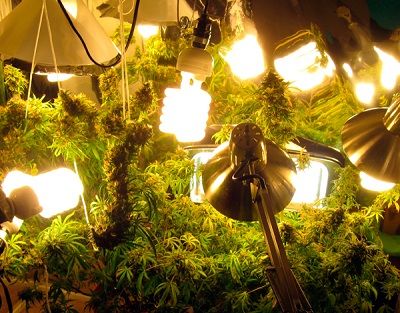 ¿Qué bombillas utilizar para el cultivo de cannabis?
