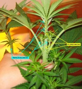 Hermaphrodite marijuana plants