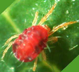 Eliminar la araña roja de nuestro cultivo