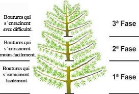 schéma boutures