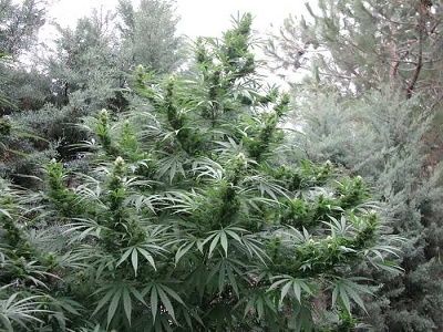 Fleurs de cannabis plus denses et résineuses