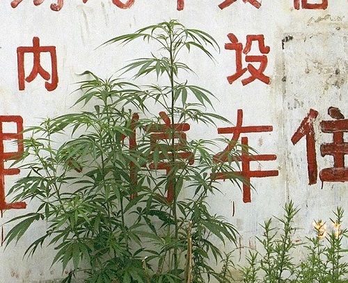 It is customary for a tourist in a rural area of the country can be found on sale cannabis