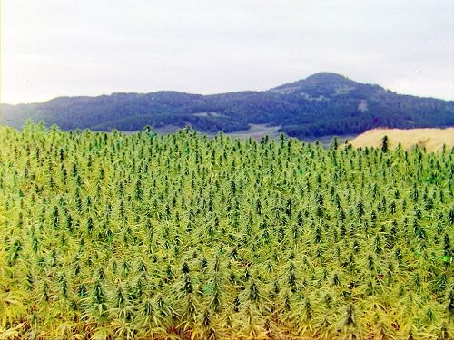 Fields of hemp in Greece