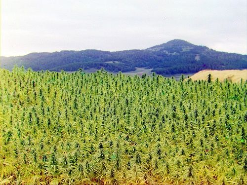 Campos de cañamo en Grecia