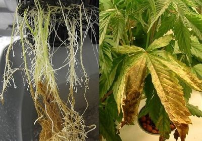 Pourrissement des racines dans le cannabis