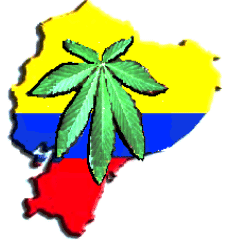 La marihuana en Ecuador