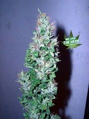 Peruvian Skunk Strain