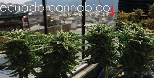 Asociación Ecuador Cannabico