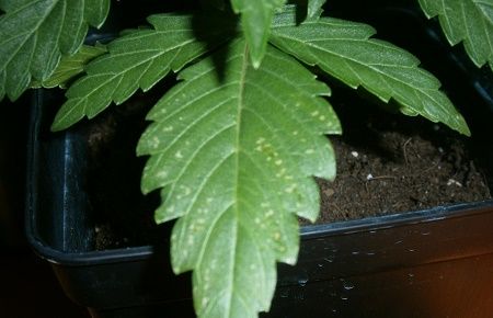 Una larva se puede reconocer cuando se ven una especie de “puntitos blancos”