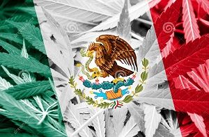 La marihuana en México