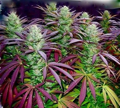Autoflowering plants with more THC