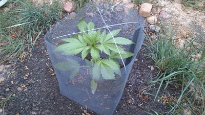 colocar una mosquitera alrededor de nuestro cultivo