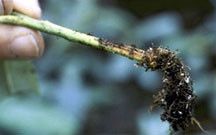 The root rot, scientifically known as Phytophthora
