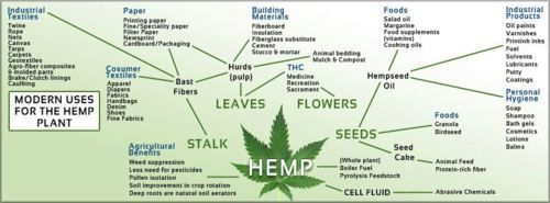 Hemp and its derivatives