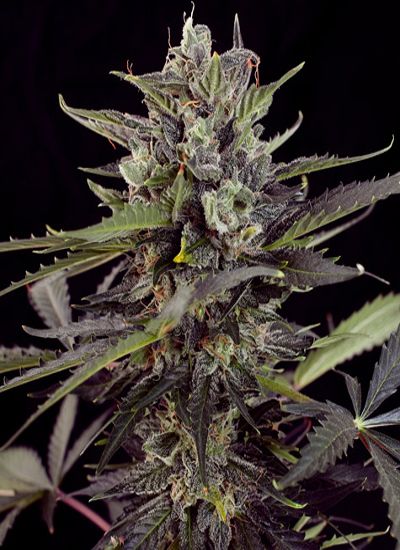 Variedad Autoblueberry 