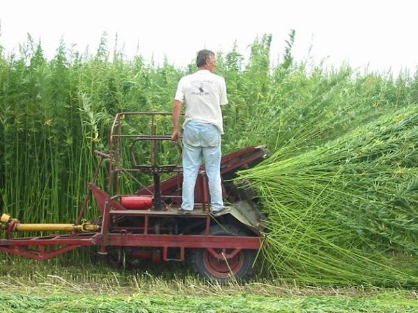 Industrial hemp in Spain