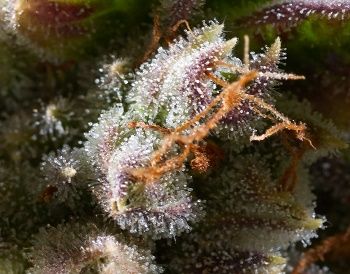 With this technique is able to separate a greater amount of trichomes.