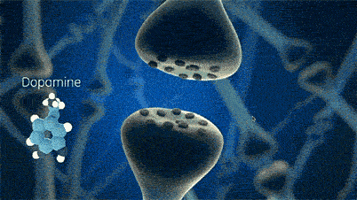 Le THC stimule les cellules du cerveau qui libèrent l'hormone dopamine.