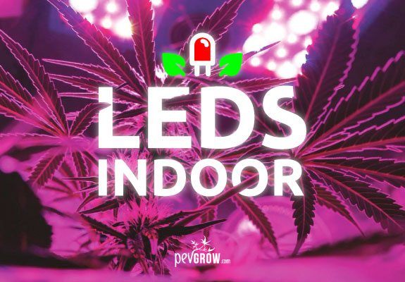 Tecnología de iluminación LED en mi cultivo de marihuana en interior.