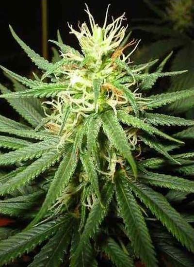 Del Banco Soma Seeds tenemos Somango