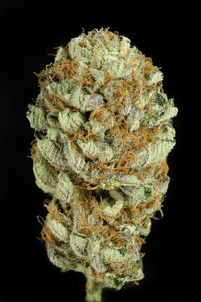 Blue Kush, Dinafem Seeds 