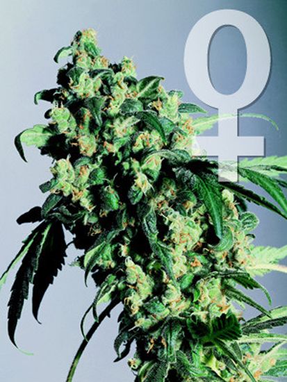 Super Skunk de Sensi Seeds